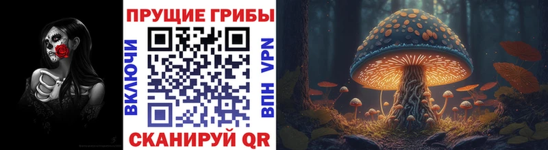 blacksprut сайт  купить наркотики цена  Чистополь  Псилоцибиновые грибы Psilocybine cubensis 